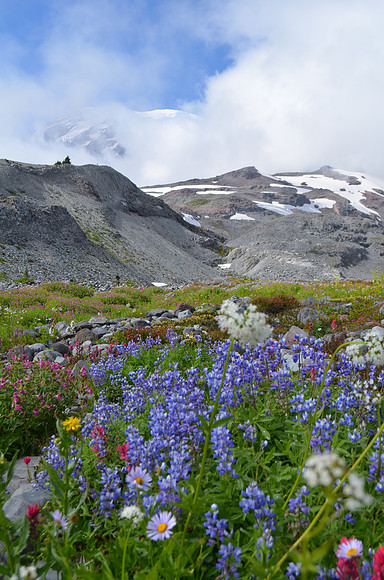 Alpine flower field 80