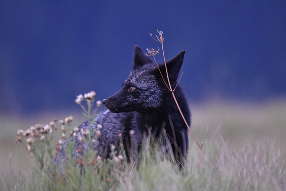 Cascade Fox G1