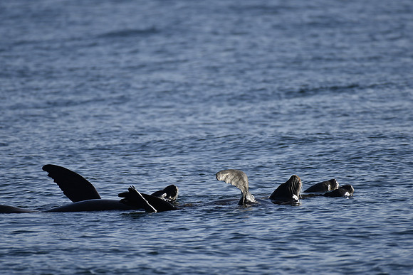 Raft of sea Lions 6