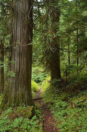 Old Growth 017