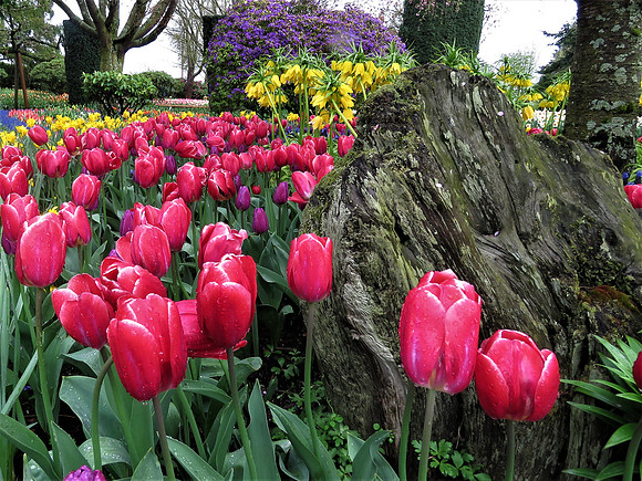 The Garden