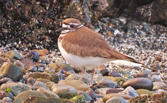 Killdeer 202