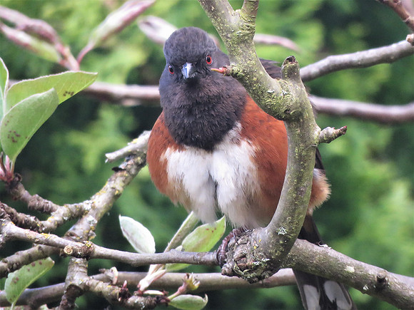 Spotted Towhee