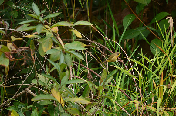 Common Yellowthroat