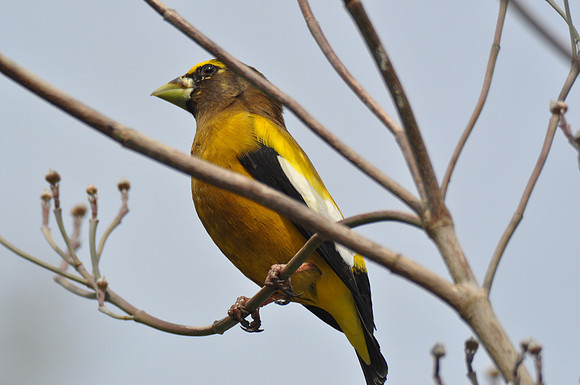 Evening Grosbeak