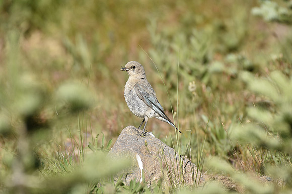 Female Bluebird