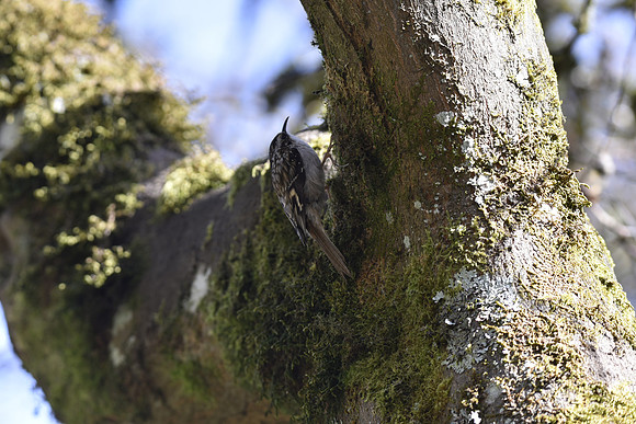 Brown Creeper