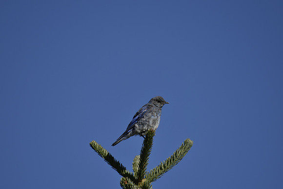 Male Bluebird G1