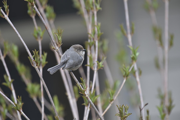 Bushtit G
