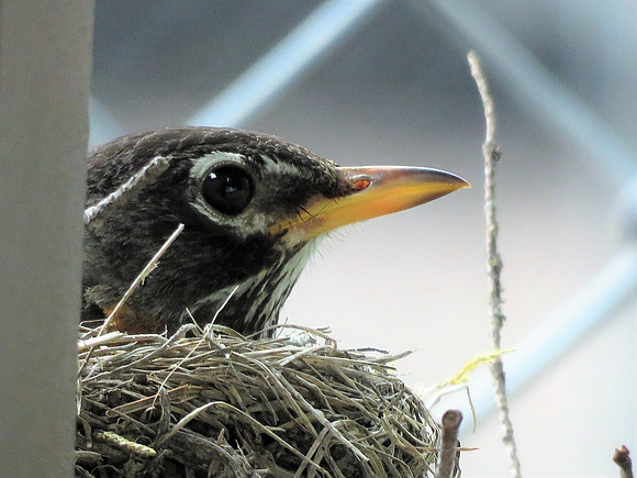 Mama Robin 6