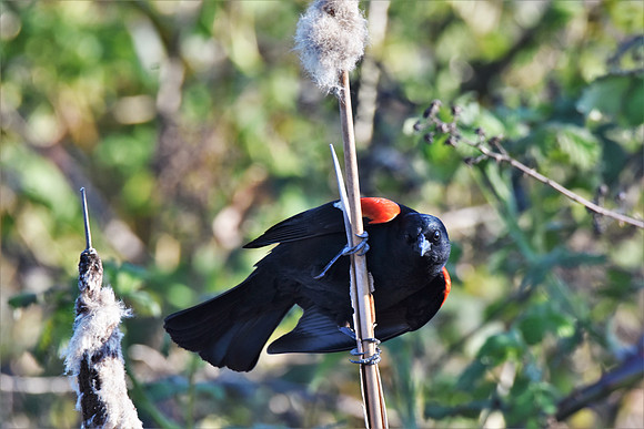 Red-winged Blackbird on cattail