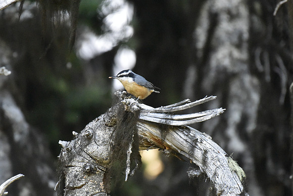 RED-BREASTED NUTHATCH