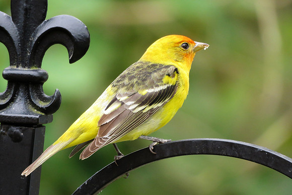 W. Tanager 13