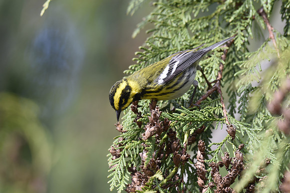 Townsends Warbler G