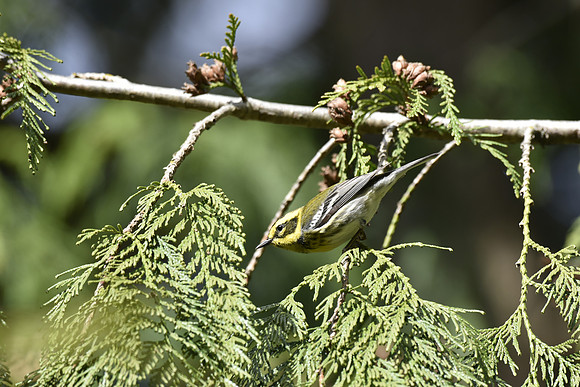 Townsends Warbler G3