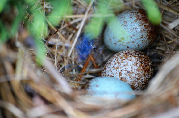 White-crowned Sparrow eggs 8