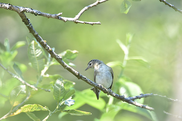 Warbling vireo
