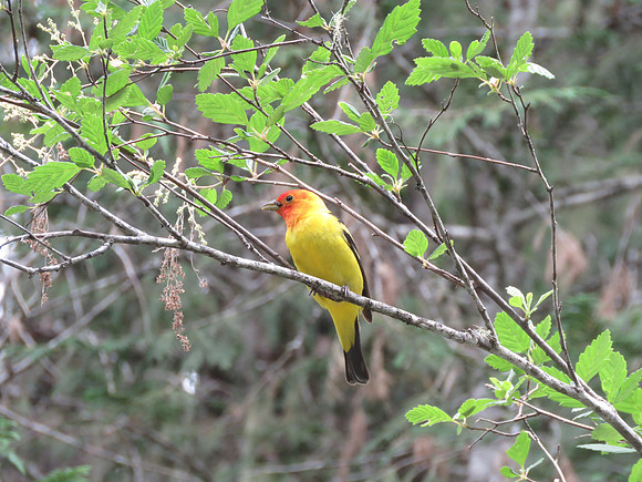 Western Tanager