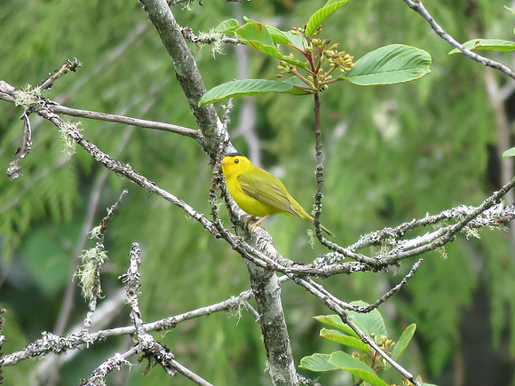 Wilsons Warbler
