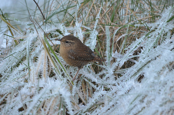 Winter Wren