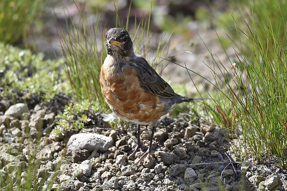 Fledge Robin VB