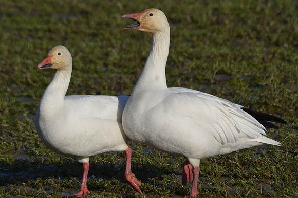 Snow Geese