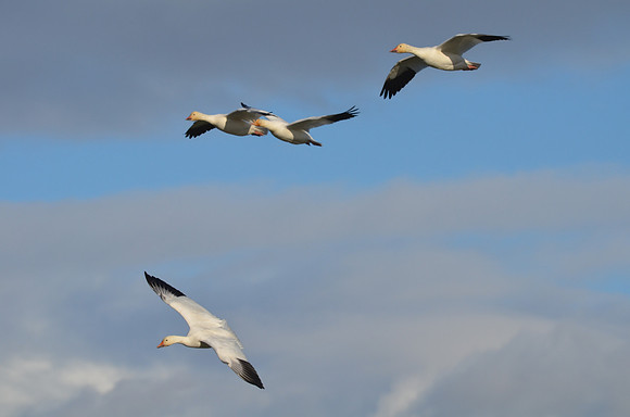 Snow Geese