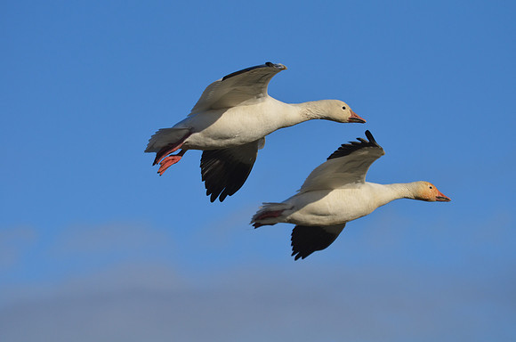 Snow Geese in Flight