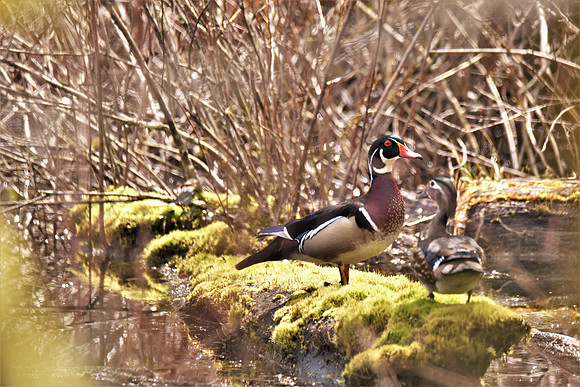 Wood Duck pair