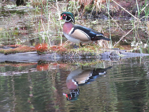 Wood Duck
