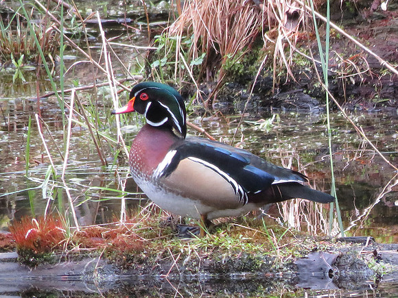 Wood Duck