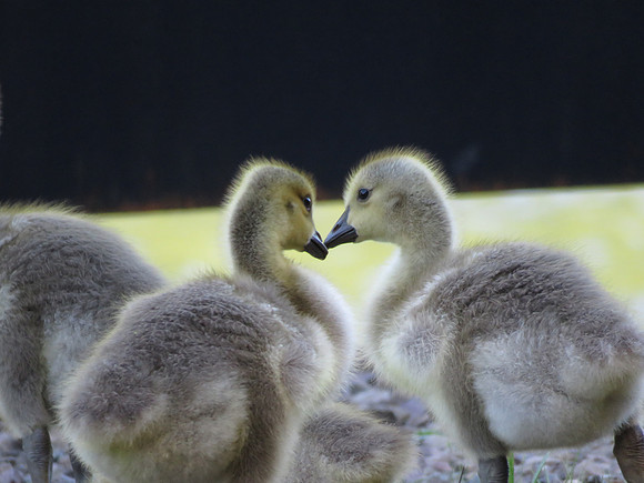 Gosling Kiss