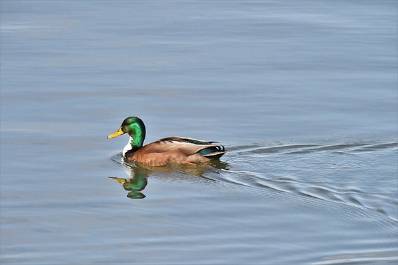 Mallard Hybrid A