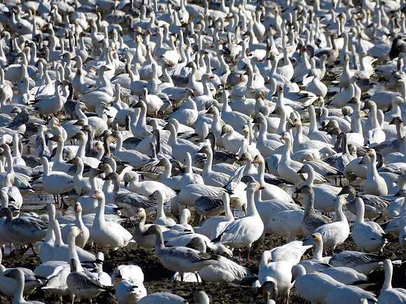 Snow Geese 205
