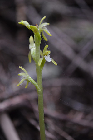 Northern Coralroot