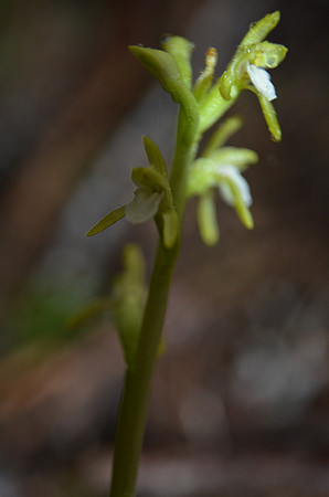 Northern Coralroot