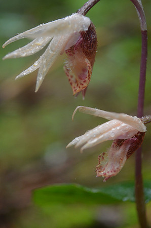 Calypso Orchid var. white