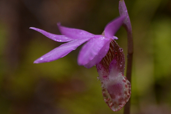 Calypso orchid