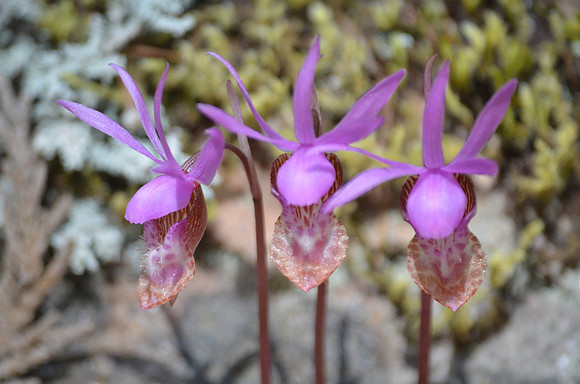 3 Calypso Orchids