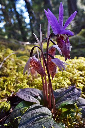 Calypso orchid 702