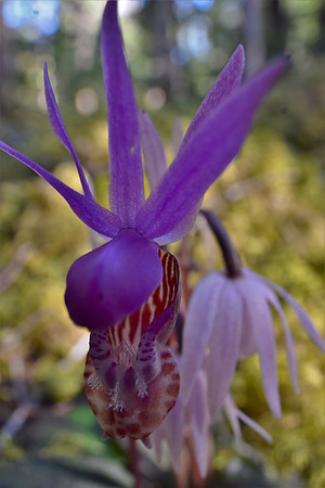 Calypso Orchid 705
