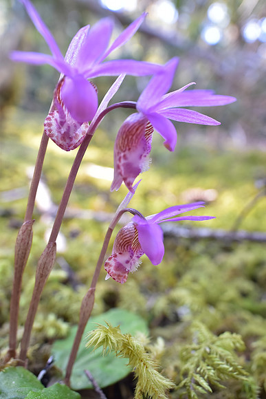 Calypso Orchid 690