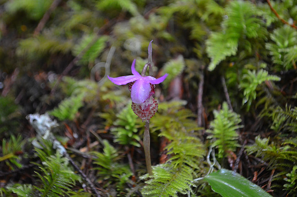 Calypso Orchid