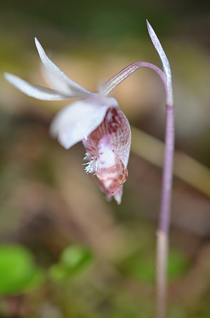 Calypso Orchid var. white