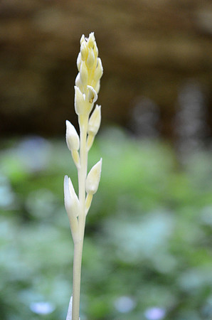 Phamtom Orchid