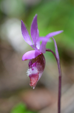 Calypso Orchid