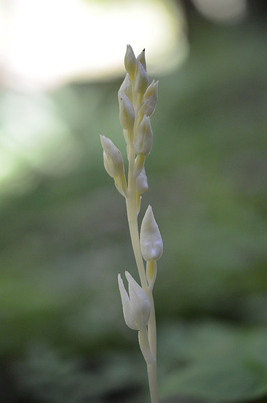 Phantom Orchid sprout