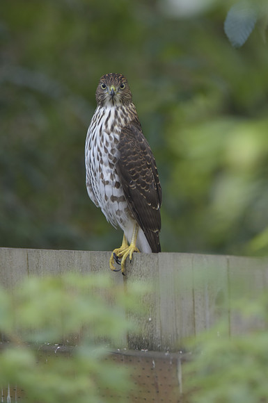 Coopers Hawk 87
