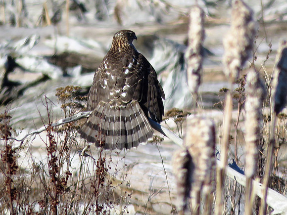 N. Goshawk 4