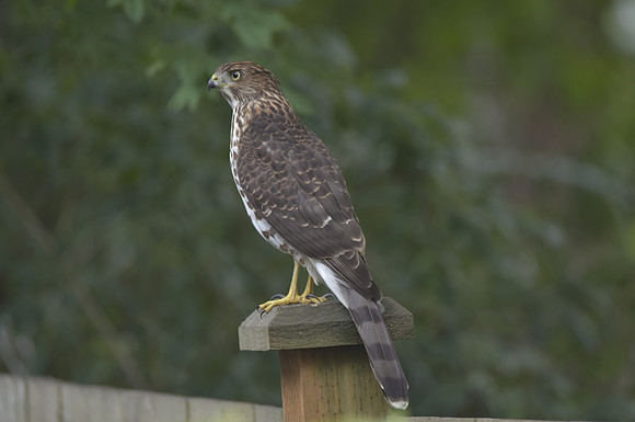 Coopers Hawk 765